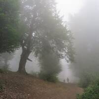 Bosque de Nube